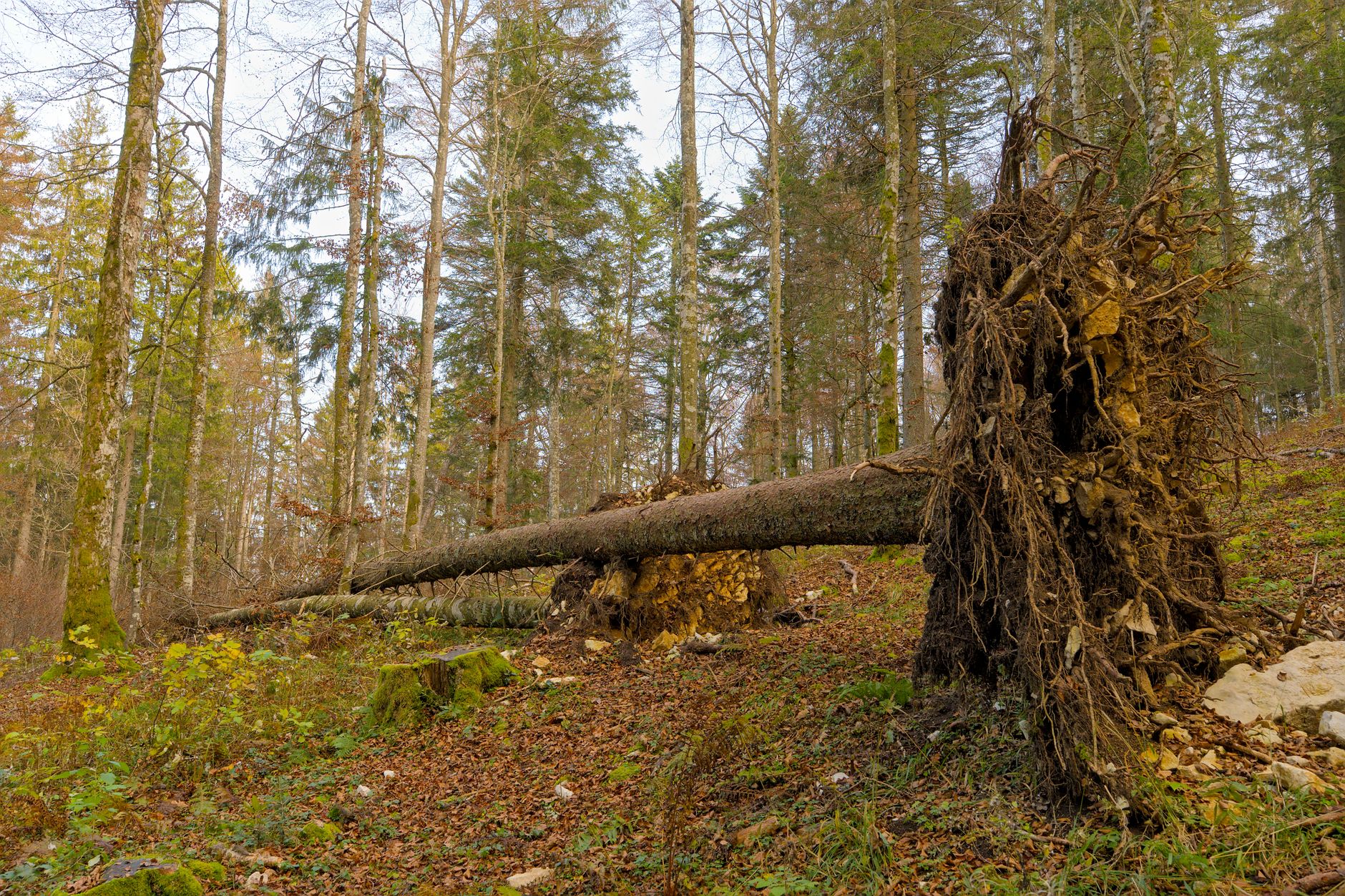 Enlèvement arbre urgence à Wattrelos